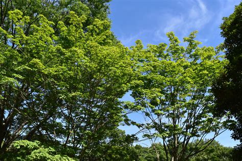 植栽 種類|庭木図鑑 植木ペディア